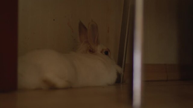 Soft white bunny nestled in dim corner. Ears perked, eyes gentle, still in quiet shelter. Warm light pools around its calm, peaceful form. Ideal for cozy, tranquil, or quiet home scenes