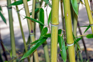Fototapeta premium Green Bamboo Culms Showing Nodes and Internodes