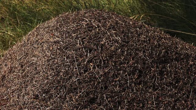 Thousands of tiny wood ants, formica, moving on an anthill highlighted by the sun, thatch mound made of pine needles and other organic forest debris, nature hard at work
