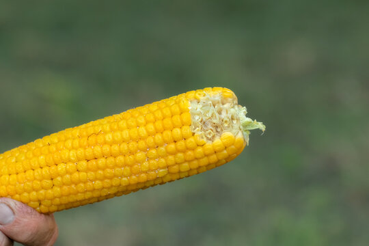 Boiled sweet corn close up, sprinkled with salt and ready to eat.