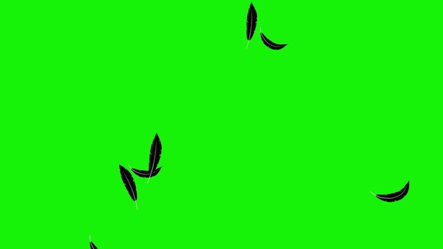 looping animated video of two types of black feathers flying on a green screen, black feathers floating from top to bottom with high intensity, can be used as an element in a spooky-themed video