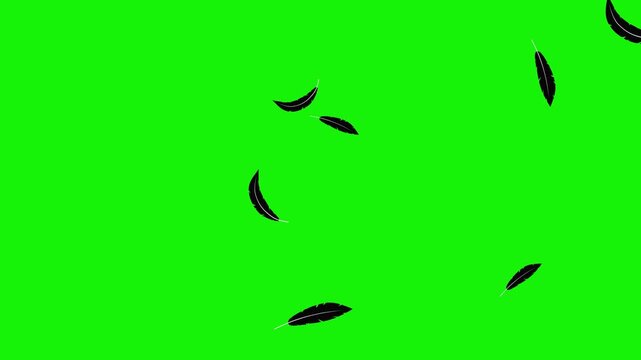 looping animation video of two types of black feathers flying on a green screen, black feathers spinning from the top right to the bottom left, can be used as an element in a spooky-themed video