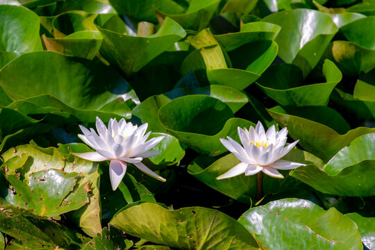 Selective focus of pink lotus flower on water in the pond, Nymphaea alba also known as the European white water lily is an aquatic flowering plant of the family Nymphaeaceae, Natural floral background