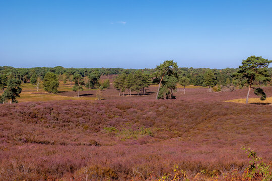 Purple flowers Calluna vulgaris (Heather, Ling) The sole species in genus of Calluna, Ericaceae family, De Cokse Heide in Afferden village, North Limburg, Lies about southeast of Nijmegen, Netherlands
