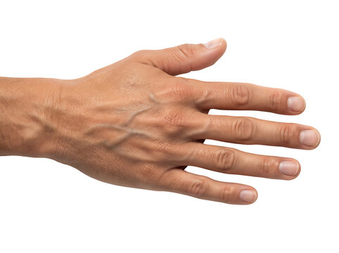 Back of Adult Male Hand with Visible Veins Isolated on Transparent Background