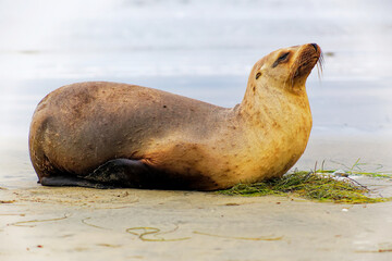 Fototapeta premium California Sea Lion Resting on a Sandy Beach