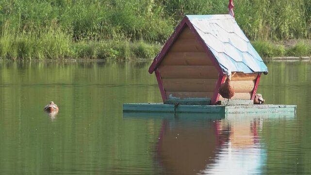 Floating wooden duck house on a calm lake with ruddy shelducks resting on the platform and swimming on water