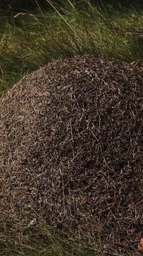 Thousands of tiny wood ants, formica, moving on an anthill highlighted by the sun, thatch mound made of pine needles and other organic forest debris, nature hard at work
