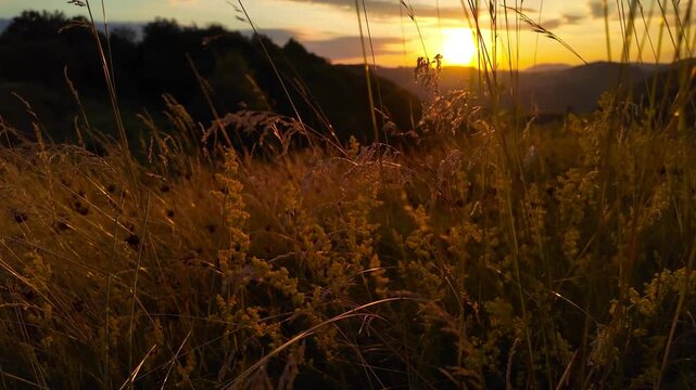 Summertime golden colors on meadow flowers.