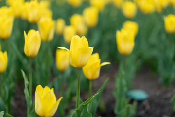 Obraz premium Yellow flowers background outdoor Spring season flowers Selective focus
