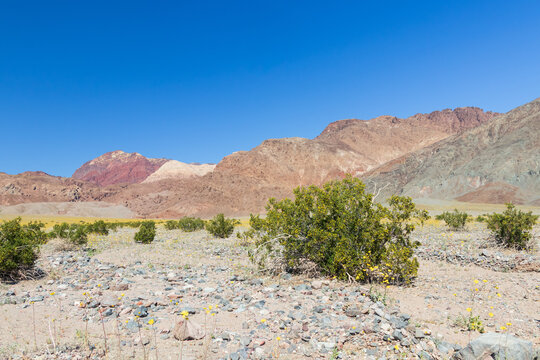 Yellow blooming wildflowers in Death Valley National Park, Death