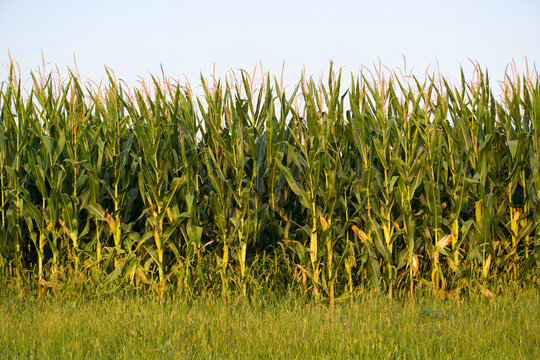 Rows of Corn