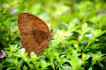 Brown Butterfly perched in green plants  © william