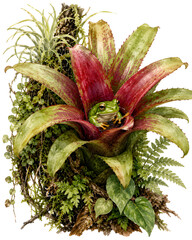 Obraz premium Green Tree Frog Bromelia