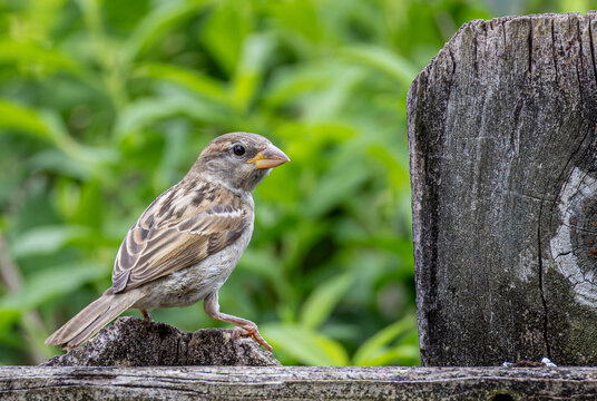 Female House Sparrow Portrait with Green Garden Background