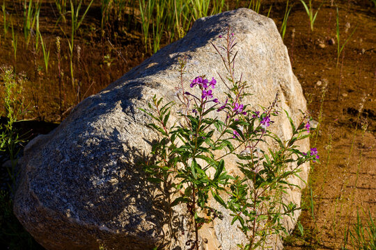 Vibrant purple willowherb flowers blooming beside a large weathered granite boulder in a sunlit sandy gravel quarry, showcasing resilient wild nature and stark contrast of textures
