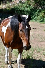 A beautiful piebald equine with a black mane trotting across a rural pasture during a bright summer day. © Drachenfutter
