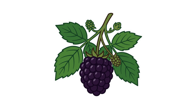 A detailed illustration of a ripe blackberry with green leaves on a white background.