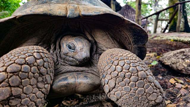 Close-up portrait of an Aldabra giant tortoise photographed in soft natural daylight on Prison Island, Zanzibar, Tanzania. The diffused light reveals the detailed textures of its face, shell and power