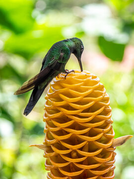 Female Green-crowned Woodnymph (Thalurania colombica) feeding from a yellow flower in the Choco Andino cloud forest of Mindo, Ecuador. The hummingbird displays green plumage, dark wings, a slender bil