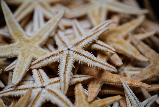 Close-up of a pile of starfish