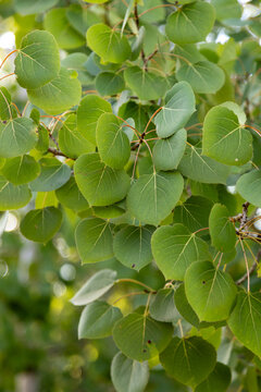 birch tree leaves in summer