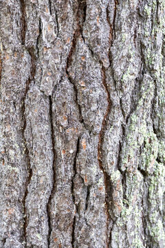 pine tree bark