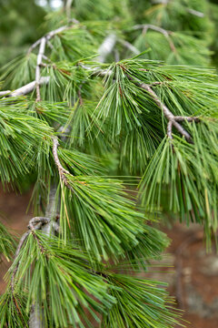Eastern White Pine Tree Closeup