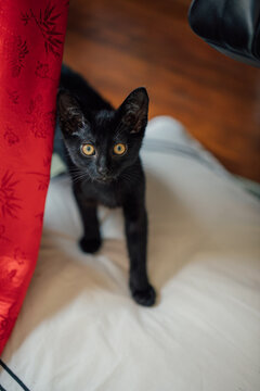 black kitten with yellow eyes looking at camera next to red silk robe