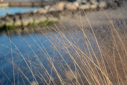 switchgrass (Panicum virgatum) at the beach 