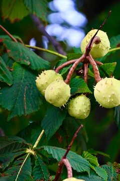 A close-up shot capturing several round, spiky, light green horse chestnut pods hanging from a cluster of branches amidst dark green palmately compound leaves. The background is softly out of focus