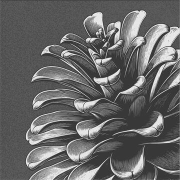 Close-up pine cone engraving style vector illustration with pinecone evergreen botanical woodland engraving illustration monochrome isolated outdoors