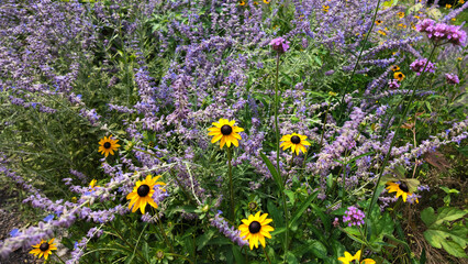 Obraz premium Lavender Flower Meadow in Bloom with Wild yellow Daisies and Chamomile on a Summer Day