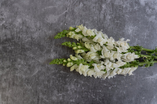 White snapdragons rest on textured gray surface. Delicate blooms curve gently against minimalist backdrop. Soft petals contrast with green stems and subtle texture.