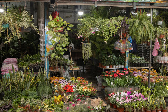 A vibrant plant nursery and flower market filled with a diverse selection of tropical plants