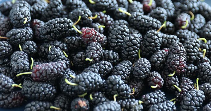 Woman taking and showing fresh mulberry, closeup