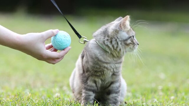 Woman with her cute tabby kitten on leash outdoors, closeup