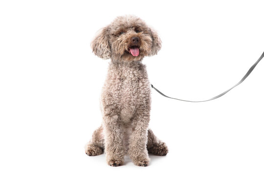 Cute lagotto romagnolo dog sitting with a leash, pet ownership and animal companionship concept, isolated on white background