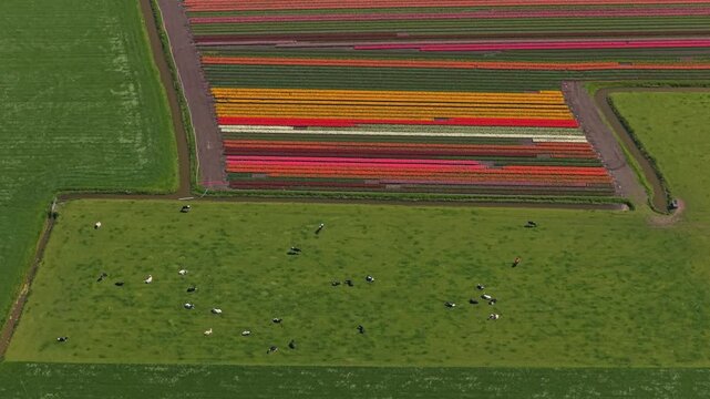 Colorful dutch tulip fields and green meadows with cows grazing in the netherlands. High angle drone view of the famous floral landscape
