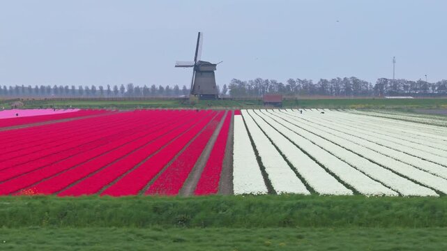Picturesque landscape of holland with a traditional dutch windmill and vibrant rows of red and white tulips blooming in a spring field