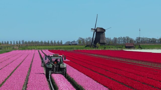 Picturesque dutch landscape with a farmer driving a tractor, rows of vibrant pink and red tulips next to a historic windmill