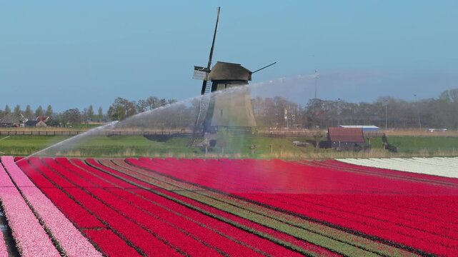 Irrigation system spraying water on vibrant red and pink tulip fields. Beautiful dutch rural landscape with traditional windmill in spring