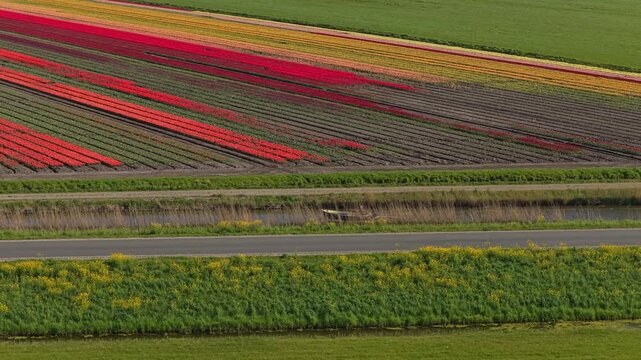 Colorful rows of blooming tulips creating a vibrant pattern on the dutch landscape. A drone shot reveals the beauty of the flower fields