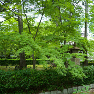 Lush green maple trees and a traditional stone lantern in a peaceful Japanese temple garden