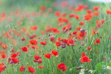 Naklejka premium Field of vibrant red poppies
