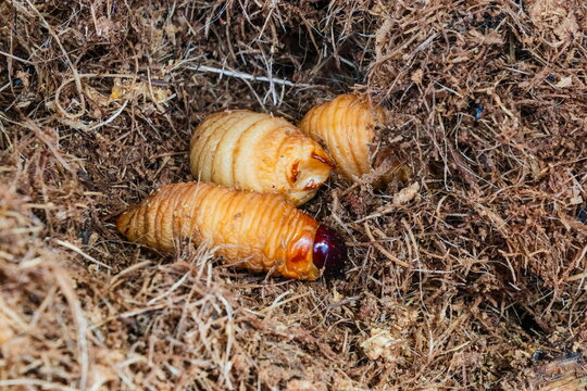 A close-up view of chontacuro larvae (Rhynchophorus palmarum), a traditional and nutritious edible beetle grub harvested from chonta palm trees in the Ecuadorian Amazon rainforest, commonly served gri
