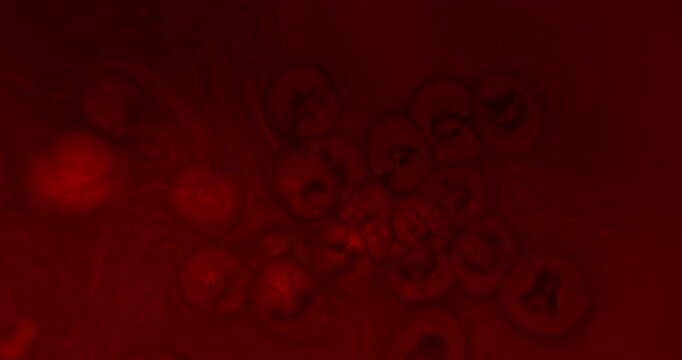 Extreme macro close-up abstract video of red cell-like particles floating in an abstract red space, creating a microscopic-inspired visualization of viral contamination and infection. Conceptual image