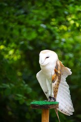 Płomykówka zwyczajna (Tyto alba) stojąca na drewnianym pniaku pokrytym sztuczną trawą. Charakterystyczna nocna sowa o jasnej, sercowatej tarczy twarzowej. © Adam