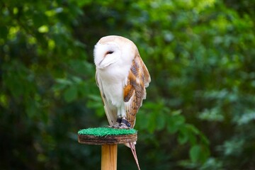 Płomykówka (Tyto alba) na drewnianym pniaku ze sztuczną trawą, ukazana w naturalnej pozycji siedzącej. Jasne upierzenie, sercowata tarcza twarzowa i charakterystyczna sylwetka typowa dla nocnych sów. © Adam
