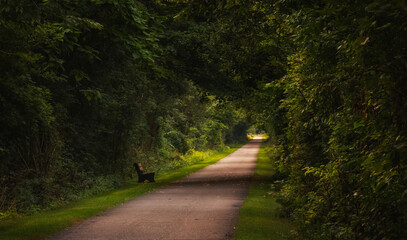 Obraz premium A paved path lined with dense vegetation that form a green tunnel from side to side